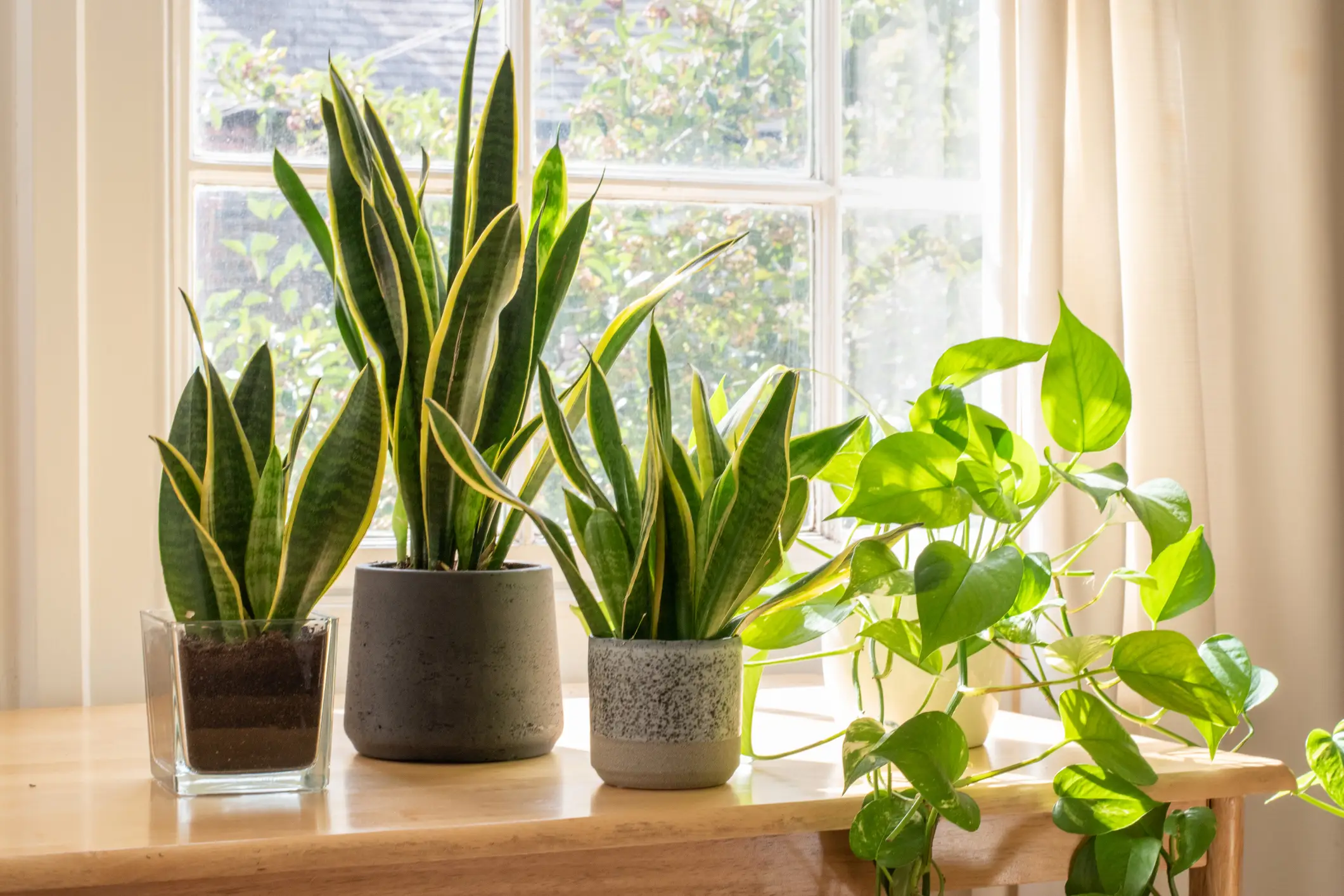 Plants_in_the_Home_-_Banner.webp