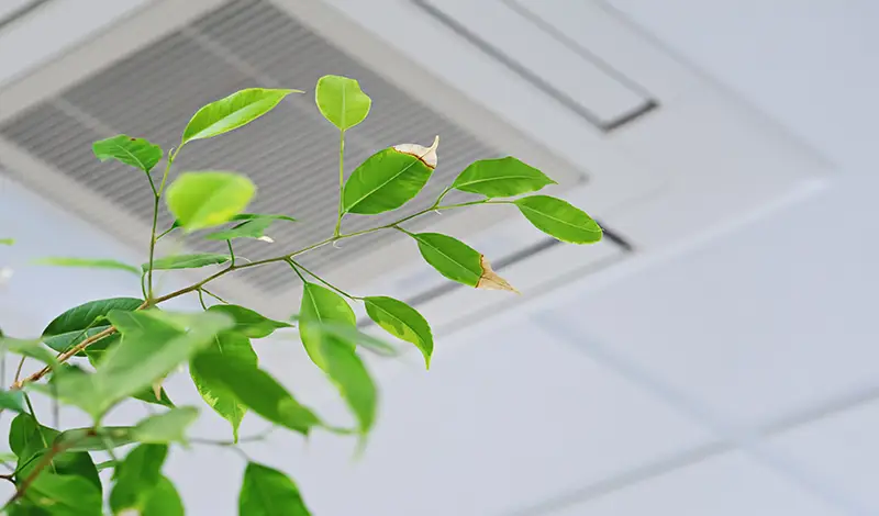 Benefits of Houseplants - Air Quality.webp
