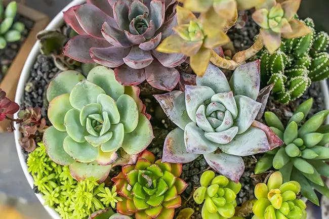 Plants in the Home - Succulent.webp